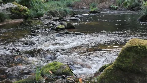River Landro is close to the largest eucalyptus in the world Stock Footage 248009313