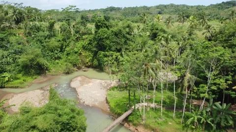 River Landscape and Bamboo Trees Stock Footage 244646457