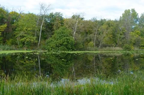 River landscape and wood Stock Photos
