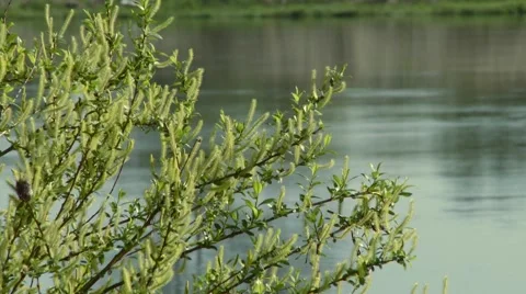 River landscape Stock Footage 903725