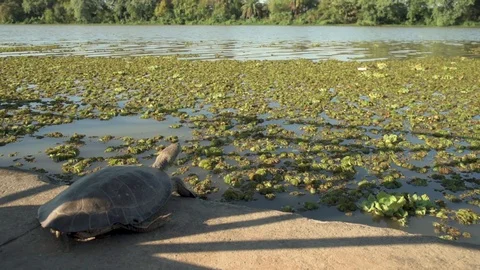 River landscape full of camalotes or river plants and a river turtle warming its Stock Footage 125101910