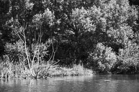 River landscape. River in the forest. Black and white photo. Stock Photos