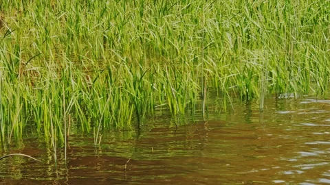 River landscape, stems of reeds reflected in water 動画素材 108496797