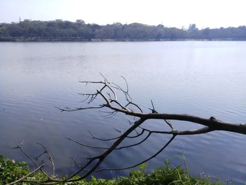 River landscape with trees branches Foto stock