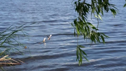 River landscape with waves Stock Footage 76347846