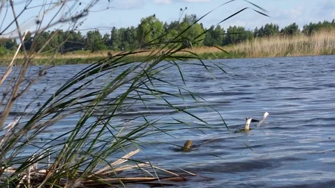 River landscape with waves Stock Footage 76350481