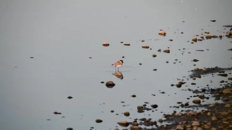 River lapwing in the beautiful evening lighting in Corbett national park Stock Footage 303274637