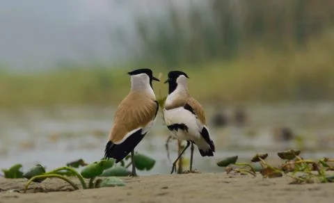River lapwing bird Stock Photos