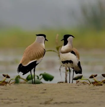 River lapwing bird Stock Photos