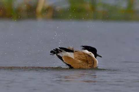 River lapwing bird Stock Photos