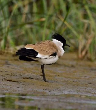 River lapwing bird Stock Photos