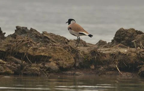 River lapwing Stock Photos