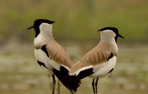 River lapwing Stock Photos