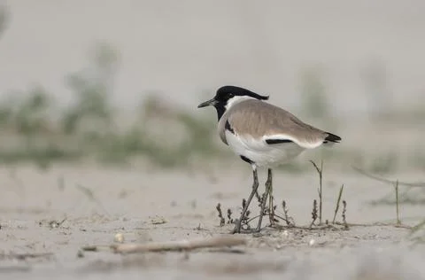 River lapwing Stock Photos