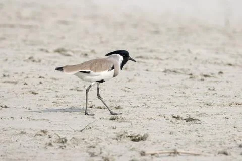 River lapwing Stock Photos