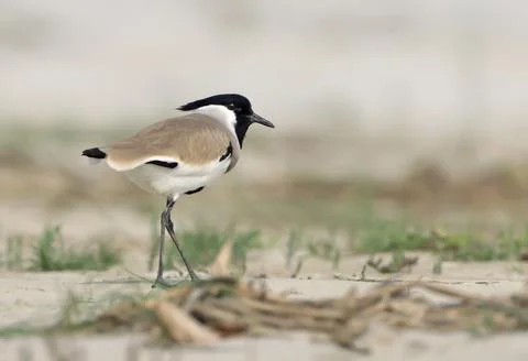 River lapwing Stock Photos