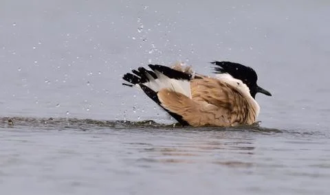 River lapwing taking bath Stock Photos