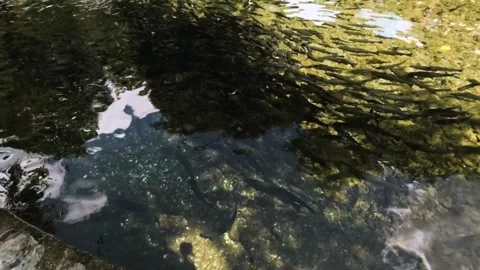 River Lashva Stock Footage 293017067