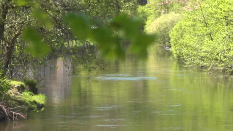 RIVER, leaves and trees with marvelous reflections 動画素材 242752726