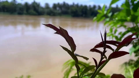 River leaves blown by the wind Vídeo Stock 223283129
