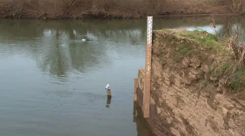 River Level Recording Stick Video stock 23825905