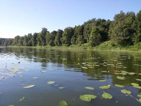 River lily 2 Foto stock