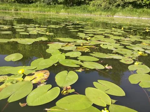 River lily Stock-Fotos