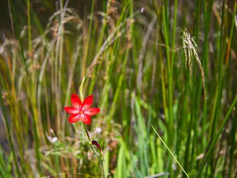 River Lily Stock Photos