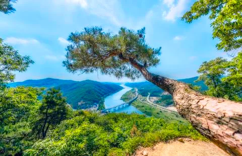 River lines and pine tree at Gongju,South Korea. Stock-Fotos
