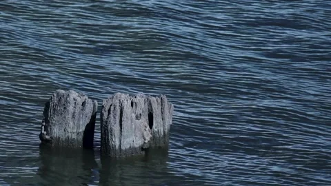 River with a log Stock-Footage 163258032