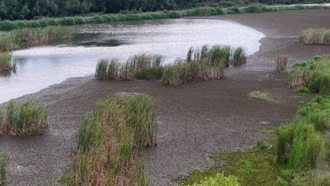 River with a lot of weeds and grass growing on the banks Stock-Footage 332201640