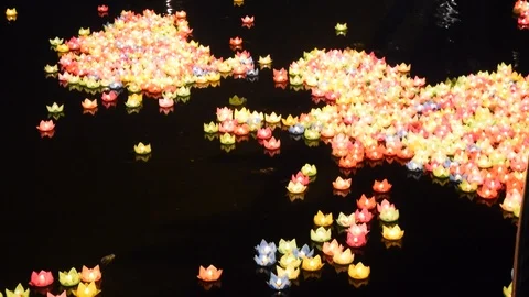 River of lotus lantern flowers Stock Footage 90347313