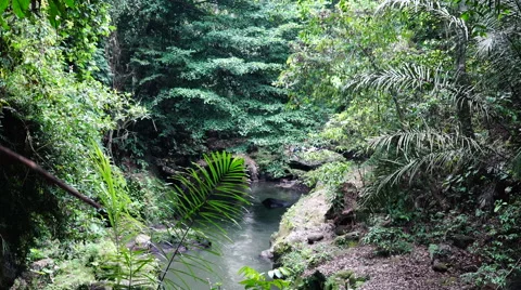 River in the lowland of jungle. Stock-Footage 68056357
