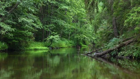 A river in a lush green forest Video stock 257132706