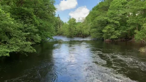 River with lush green trees. Stock Footage 155721631