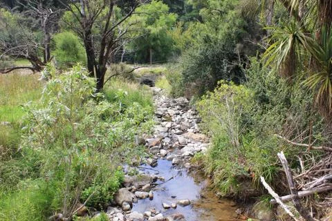 River making its way through a forest Stock Photos