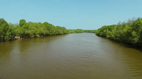 River with mangrove forest. Stock Footage 44349258