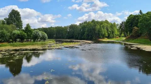 River with many algae on the surface of the water flows through the forest Stock Photos