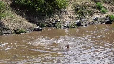River mara crocodile Stock Footage 83242313