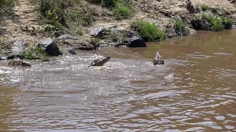 River mara crocodile Stock Footage 83242342