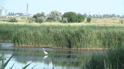 River marsh 動画素材 25859322