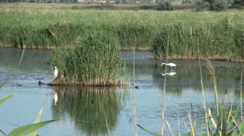 River marsh Stock Footage 25859427