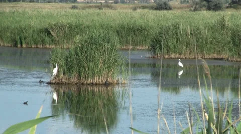 River marsh Stock Footage 25859493