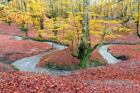 River meander Stock Photos
