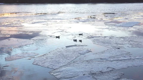 A river with melted ice and ducks floating in the water. Stock Footage 165595713