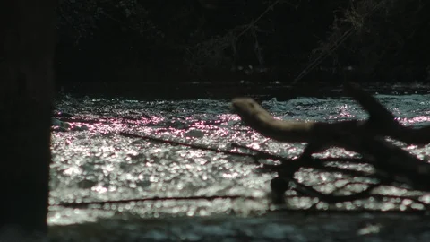 River in the middle of a forest Stock Footage 124983135