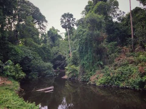 River in the middle of the forest Stock Photos