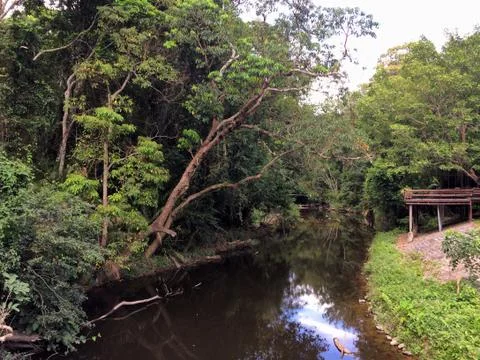River in the middle of the forest Stock Photos