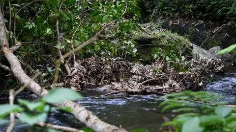River in the middle of the forest, with some pieces of broken wood Stock Footage 329487910