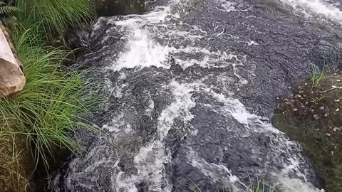 River in the middle of a mountain forest on a summer day Stock Footage 236256662